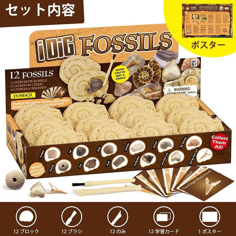 XXTOYS 化石発掘キット 化石標本 化石 発掘 キット 天然化石 XXTOYS 化石発掘キット 化石標本 化石 発掘 キット 天然化石