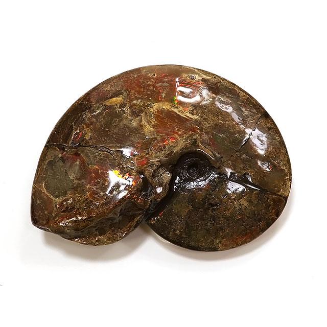 マダガスカル産 アンモナイト 化石 No.16【1点もの】(1-91 AR-GE16
