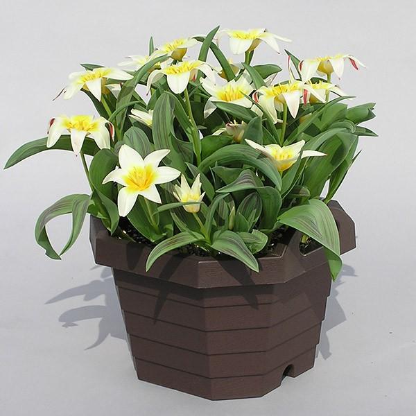 プランター ハンディプランター 八角 18個セット （ 植木鉢 鉢 園芸