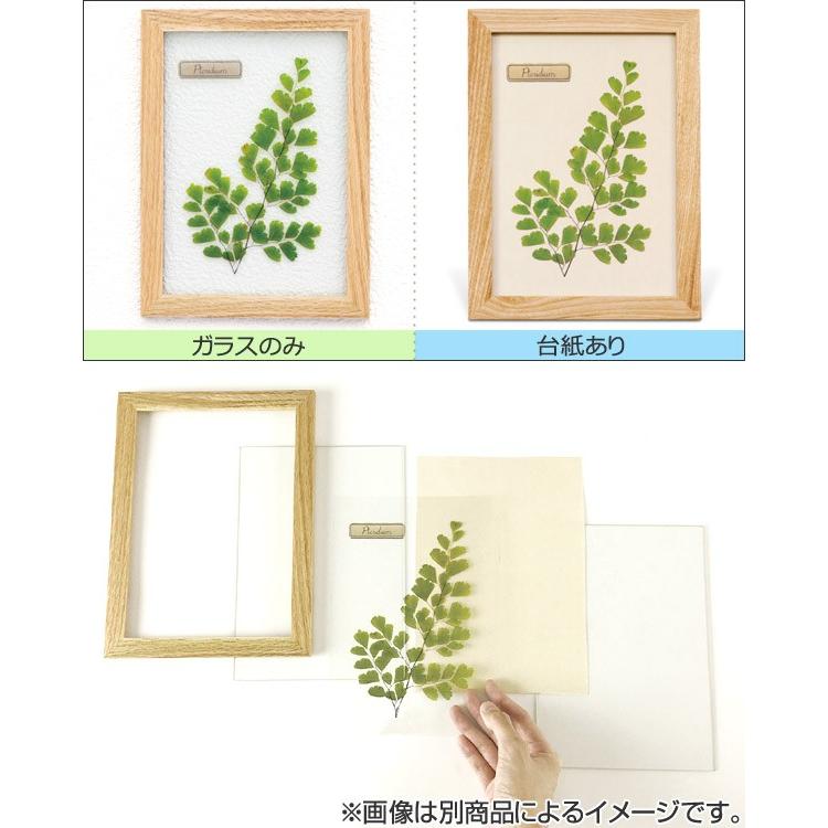 アートフレーム HERBARIUM ART FRAME カキドオシ×Brown （ ハー