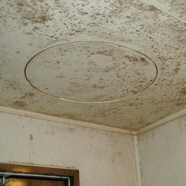 ガイアの夜明けで紹介）カビ取り洗剤 500ml カビ取り職人 技職人魂