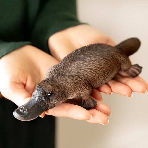 カモノハシ 貯金箱 リアル オブジェ 置物 インテリア （ 雑貨 動物