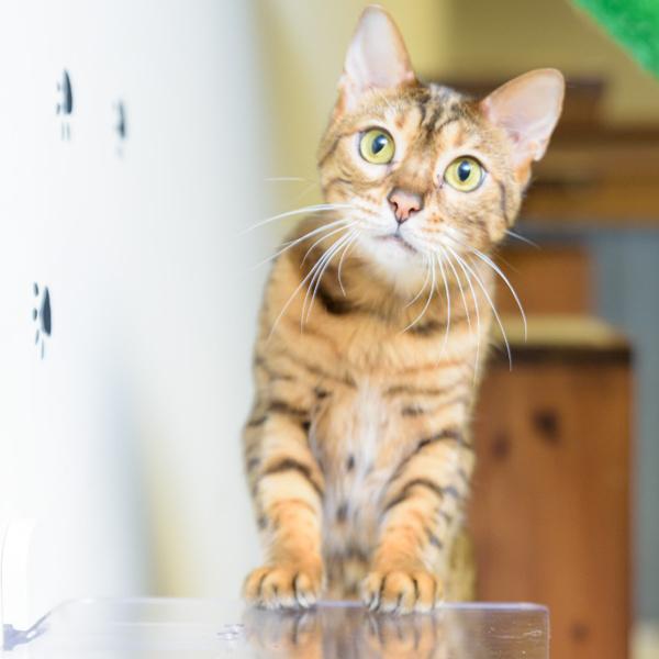タカラ産業 キャットステップ Cat Steps 壁 ワイドステップ 透明