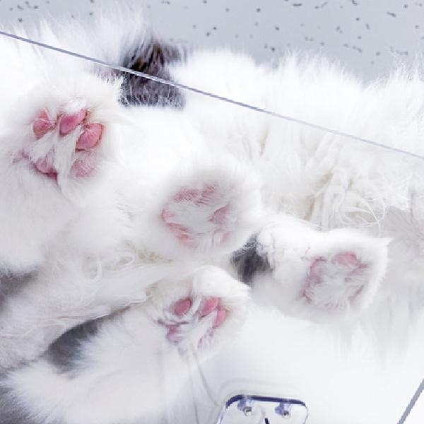 タカラ産業 キャットステップ Cat Steps 壁 ワイドステップ 透明