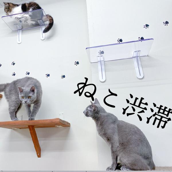 キャットステップ 3枚セット Cat Steps 壁 ワイドステップ 透明 クリア キャットウォーク （ キャットタワー ネコ ステップ ねこ 猫 ）_11