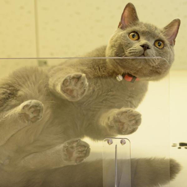 キャットステップ 3枚セット Cat Steps 壁 ワイドステップ 透明 クリア キャットウォーク （ キャットタワー ネコ ステップ ねこ 猫 ）_12