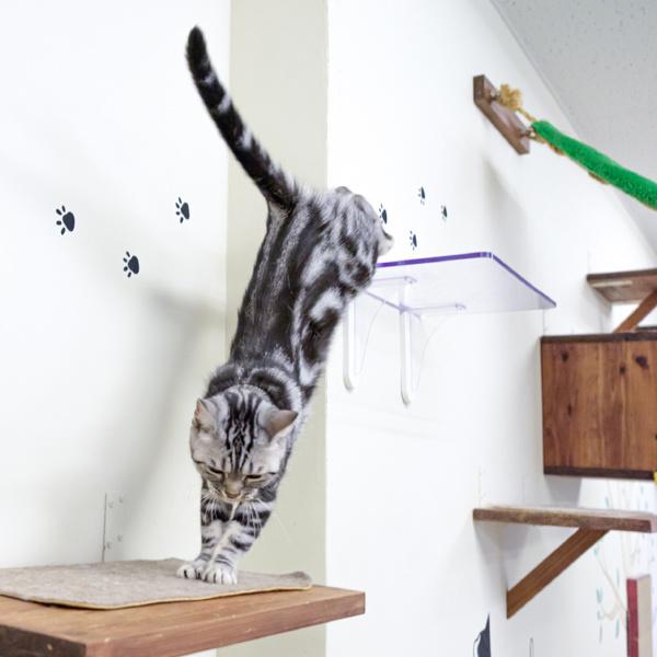 キャットステップ 3枚セット Cat Steps 壁 ワイドステップ 透明 クリア キャットウォーク （ キャットタワー ネコ ステップ ねこ 猫 ）_3