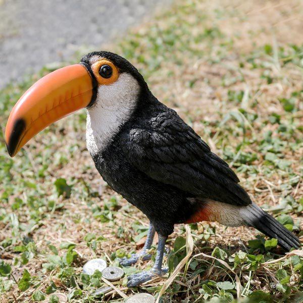 トゥカン鳥の置物(オオハシ) 楽天市場】オニオオハシToco Toucanparrot