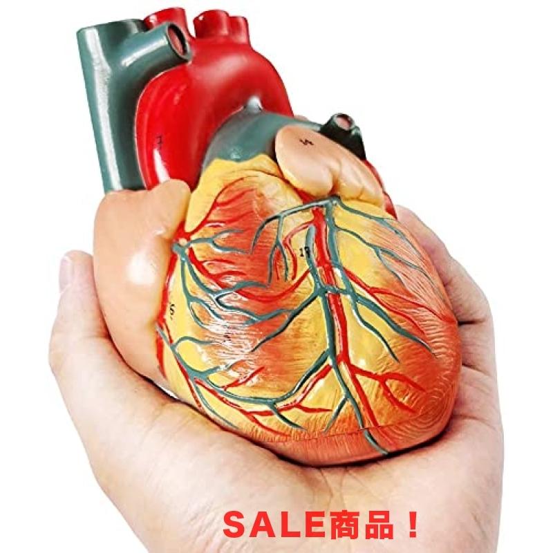 最新最全の 2021の最新のデザインの生活サイズの人間の心臓モデル、2つの部分1 : 1ダイアフラムと心膜ベースの解剖学的心臓モデル -  www.democracia.tv