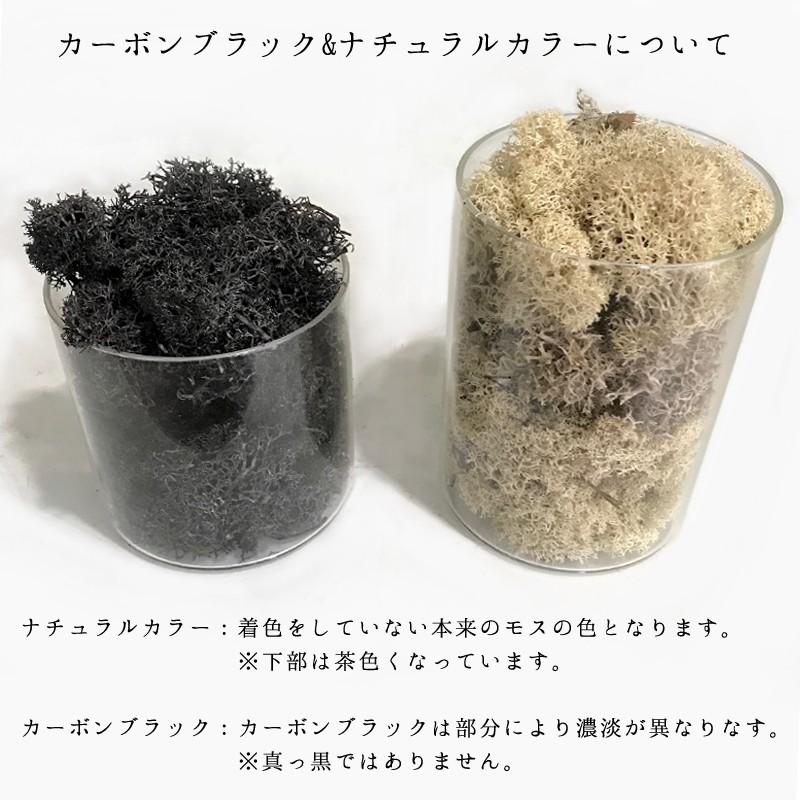 モス レインディアモス 10g カラーモス 苔 フィンランドモス ハー