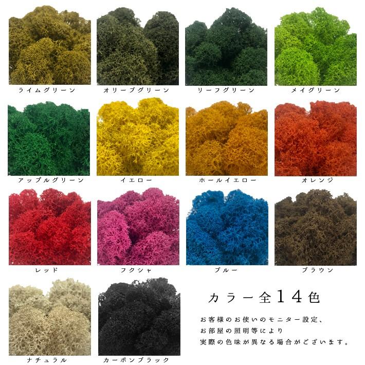 モス レインディアモス 10g カラーモス 苔 フィンランドモス