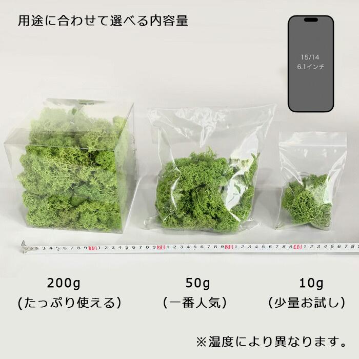 海花セール ★琉球*ルミカモス★  ハーバリウム 蓄光 フィンランドモス モス フィンランドモス レインディアモス 50g カラーモス ハーバリウム