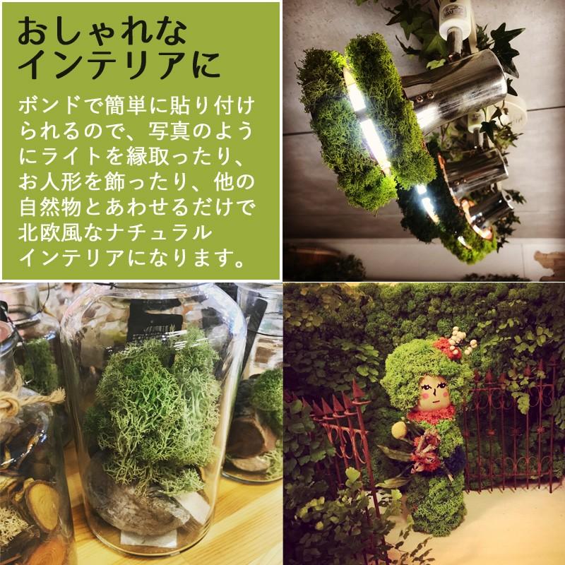 モス フィンランド製 レインディアモス 1kg カラーモス グリーンモス