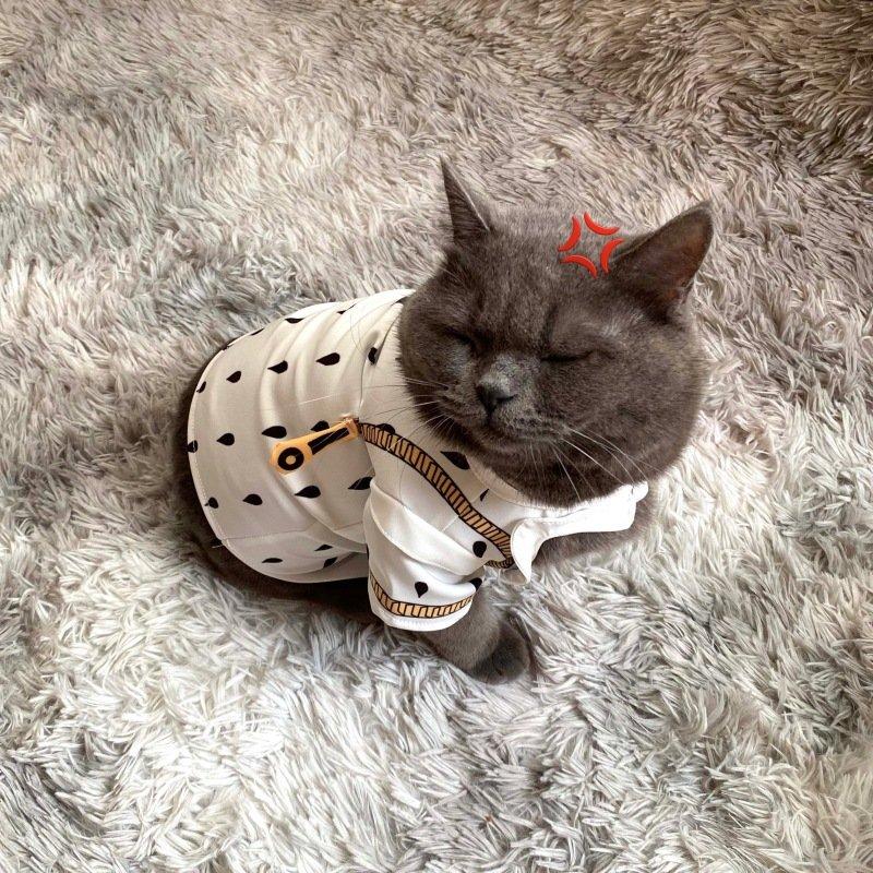 ペット用cosplayコスプレ服 ジョジョの奇妙な冒険 ブローノ ブチャラティ 人形付きペット服 和服 羽織 浴衣 春 秋 ペット服 猫の服 猫服 ペット用品 0623 Colorway 通販 Yahoo ショッピング