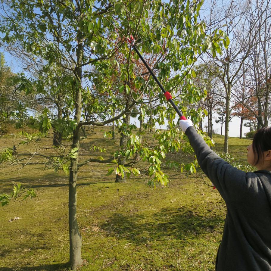 高枝切りバサミ 最長92から142ｃｍ 剪定鋏 剪定ばさみ 枝きりはさみ 高枝切鋏 高枝切り鋏  高枝きりばさみ 超軽量 軽量 伸縮 鋏 手軽 庭木 高枝切り 大進 | DAISHIN | 04