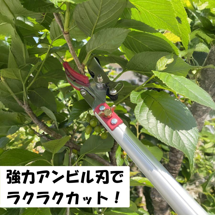 大進 高枝切りバサミ 3m 枝きりばさみ 枝きりはさみ 高枝切狭 高枝り切鋏 剪定ばさみ 太い枝 剪定鋏 軽量 軽い 大進 イージーカット たかえだきりばさみ | DAISHIN | 03