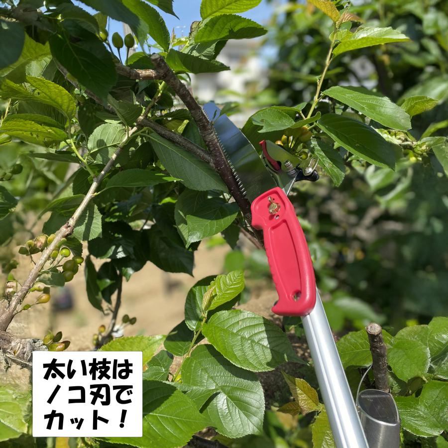 大進 高枝切りバサミ 3m 枝きりばさみ 枝きりはさみ 高枝切狭 高枝り切鋏 剪定ばさみ 太い枝 剪定鋏 軽量 軽い 大進 イージーカット たかえだきりばさみ | DAISHIN | 05