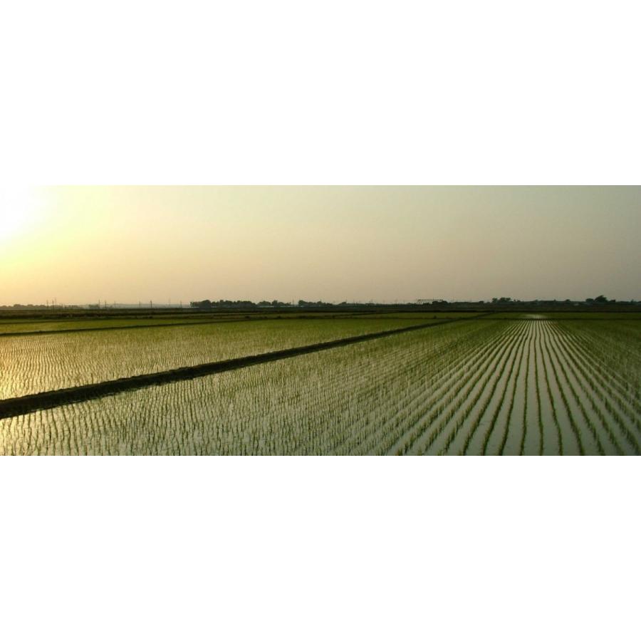 雪若丸白米10kg 令和7年産 新米 | つや姫 | 03