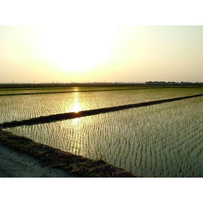 雪若丸白米10kg 令和7年産 新米 | つや姫 | 04