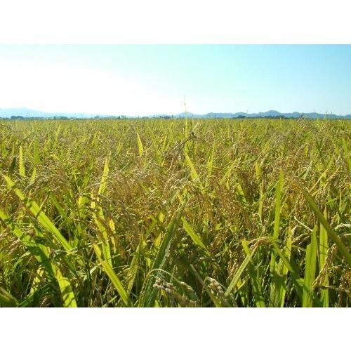 令和6年産 山形県 庄内産 検査1等 特別栽培 はえぬき 玄米 10kg×３袋 斎藤農場 | はえぬき | 02