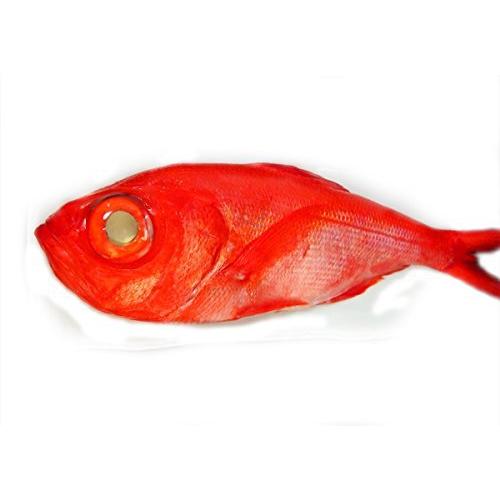 美品 築地魚群 築地魚群 天然 金目鯛 国産 1尾 1 1 5kgサイズ 魚介類 海産物 Hermandad Estrella Org