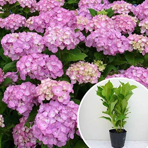 日本大人気 苗 苗木 15本セット アジサイ 赤 樹高0 4m前後 15cmポット 赤花 アカ あじさい 紫陽花 西洋アジサイ 苗木 植木 苗 庭木 生け垣 15本 15 安い新作 Ssl Daikyogo Or Jp