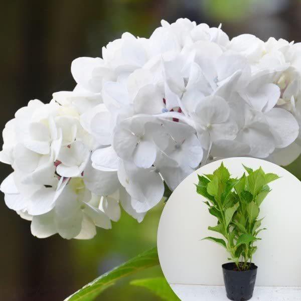 クーポン大特価 苗 苗木 15本セット アジサイ 白 樹高0 4m前後 15cmポット 白花 シロ あじさい 紫陽花 西洋アジサイ 苗木 植木 苗 庭木 生け垣 15本 15 高品質特価品 Testgemax Www Gemax Coffee