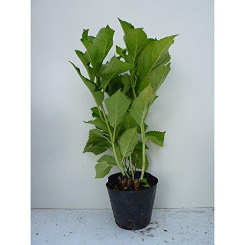 品切れ 苗 苗木 15本セット ヤマアジサイ アマチャ 樹高0 3m前後 15cmポット 甘茶 山紫陽花 やまあじさい 苗木 植木 苗 庭木 生け垣 15本 15 通販 Ssl Daikyogo Or Jp