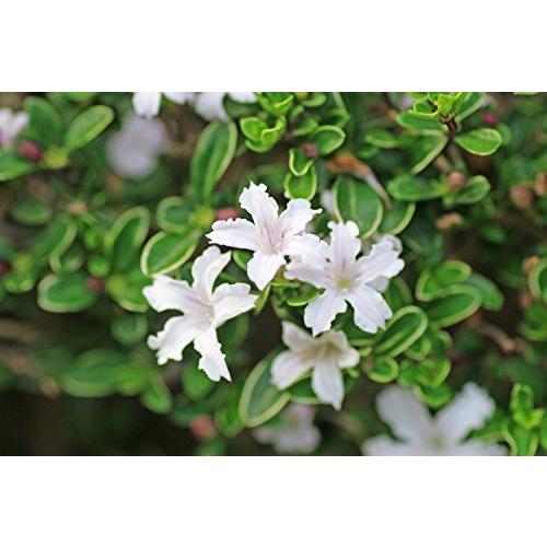 取扱う販売店 苗 苗木 40本セット ハクチョウゲ 樹高0 4m前後 15cmポット 白丁花 苗木 植木 苗 庭木 生け垣 40本 40 直売アウトレット Ssl Daikyogo Or Jp