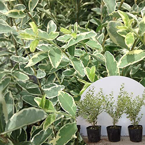 売り出し最安 苗 苗木 35本セット シルバープリペット 樹高0 4m前後 10 5cmポット ポット入り 生垣用 苗木 植木 苗 庭木 生け垣 35本 35 純正人気 Ssl Daikyogo Or Jp