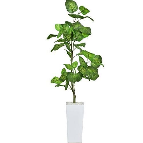 フェイクウンベラータの商品一覧 通販 Yahoo ショッピング