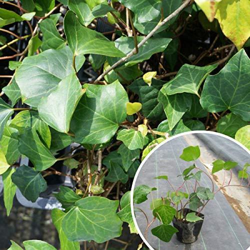 大人気の商品 苗 苗木 40ポットセット ヘデラ カナリエンシス 10 5cmポット アイビー 苗木 植木 苗 庭木 生け垣 40本 40 ネットお得セール Ssl Daikyogo Or Jp
