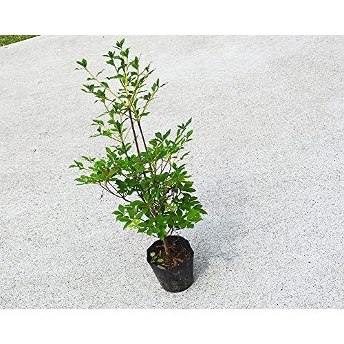 割引一掃 ドウダンツツジ 約40cm 5本セット 低木 植木 庭木 苗 生垣 ガーデニング つつじ 花 満天星 クリアランス売れ筋 Miracleleaffl Com