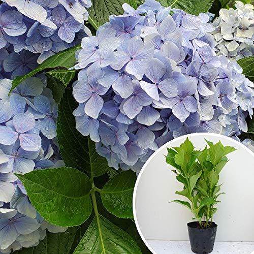 安いクリアランス 苗 苗木 40本セット アジサイ 青 樹高0 4m前後 15cmポット 青花 アオ あじさい 紫陽花 西洋アジサイ 苗木 植木 苗 庭木 生け垣 40本 40 大阪特売 Miracleleaffl Com