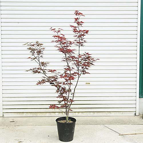 人気販売店 庭木 植木 猩々野村もみじ 紅葉 自然樹形 佐川急便発送 セール特価返品ok Ssl Daikyogo Or Jp