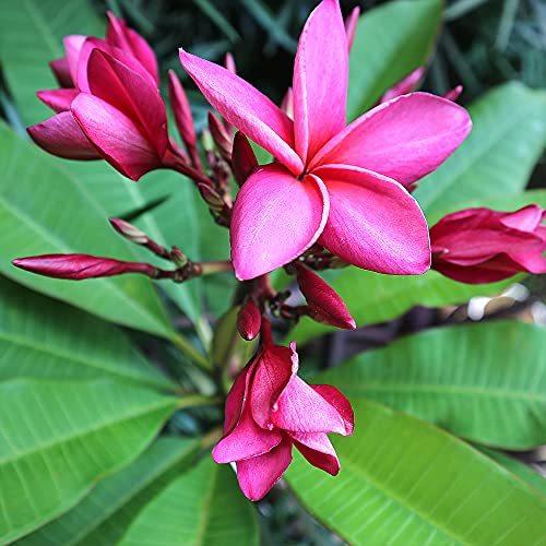 プルメリア苗 ピンク Feminize Com Br