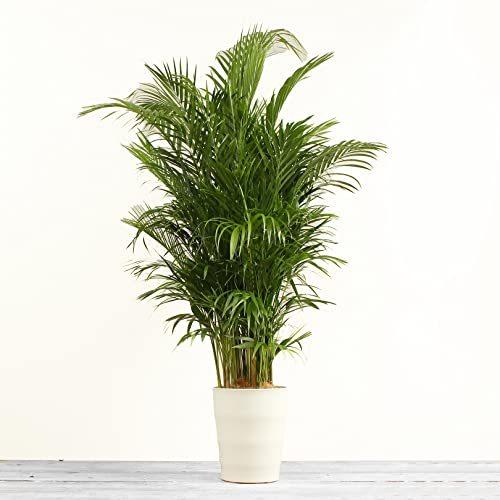 アウトレット通販売 アレカヤシ 10号 受け皿付 観葉植物 本物 コガネタケヤシ ヤマドリヤシ インテリアグリーン シンボルツリー ギフト プレゼント Hanapochi ハナポチ 日本取扱店 Ssl Daikyogo Or Jp