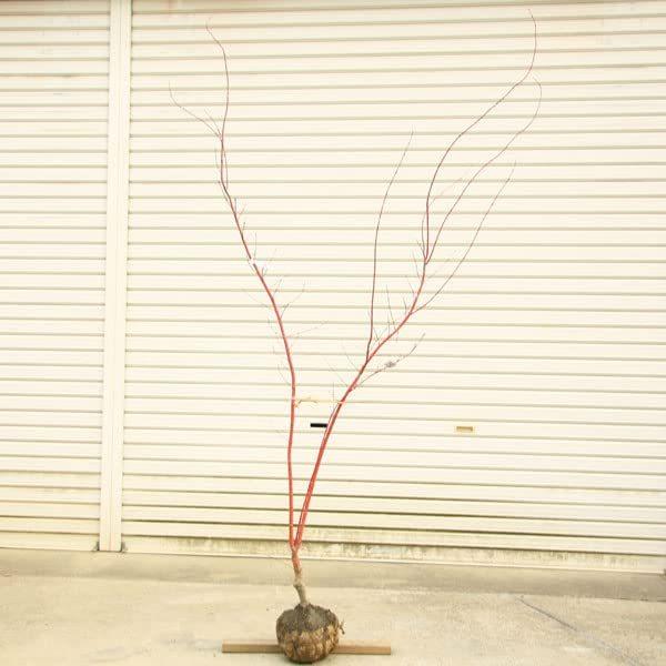 オンラインストア販売店舗 現品庭木 植木 サンゴカクもみじ 珊瑚閣 紅葉 樹高160ｃｍ 佐川急便発送 現品限り オンラインストア最安値 Ssl Daikyogo Or Jp