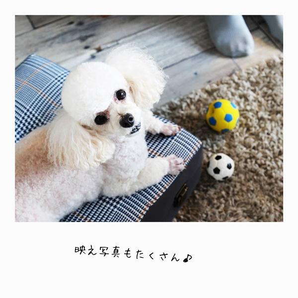 ペットソファ トランク型 ペットクッション ペットマット ペットベッド グレー 犬ベッド アンティーク おしゃれ 北欧 モダン 収納付き グレンチェック かわいい | ブランド登録なし | 03