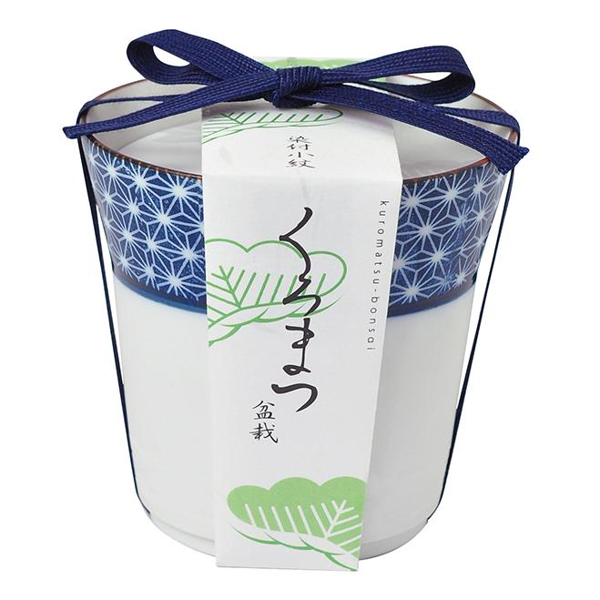 キックボクシング完全教則 DVD-BOX オンライン ショップ 安い