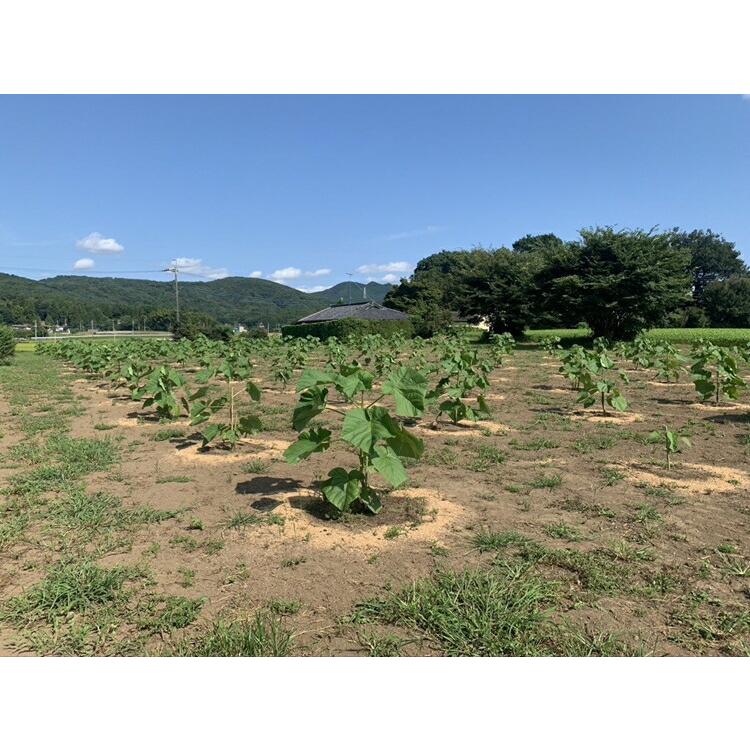 業務用 桐和紙 壁紙 留河 5ロール |  | 09