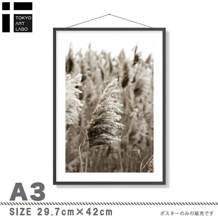 【余白バランスがおしゃれ】ポスター A3 北欧 モダン 絵 ナチュラル ベージュ パンパスグラス |  | 01