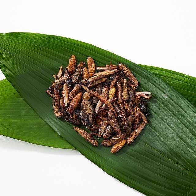 昆虫食 昆虫ミックス 5種 イナゴ ジャマイカンフィールドコオロギ ケラ カイコ スーパーワーム 15g Takeo タイ パーティーグッズ 食べ物 食品 罰ゲーム Takeo Mixedbugs Comonomo 通販 Yahoo ショッピング