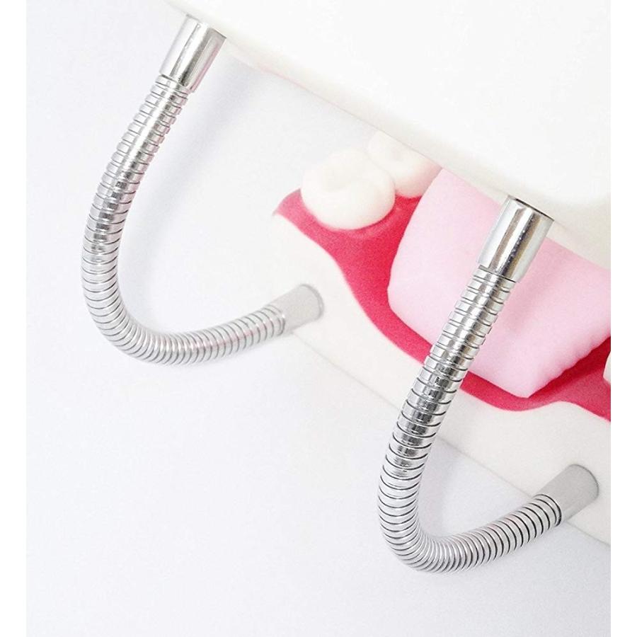 歯列模型 歯の模型 歯 歯磨き指導 模型 おもちゃ 歯模型 大型 無段階