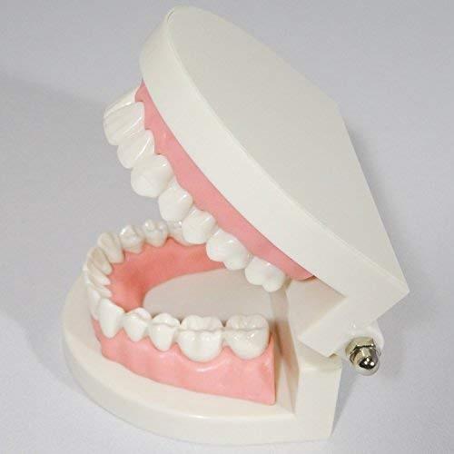 歯列模型 歯の模型 歯 歯磨き指導 模型 おもちゃ 歯模型 実物大 180度 開閉式 歯ブラシセット cmyselect｜compactmart｜04