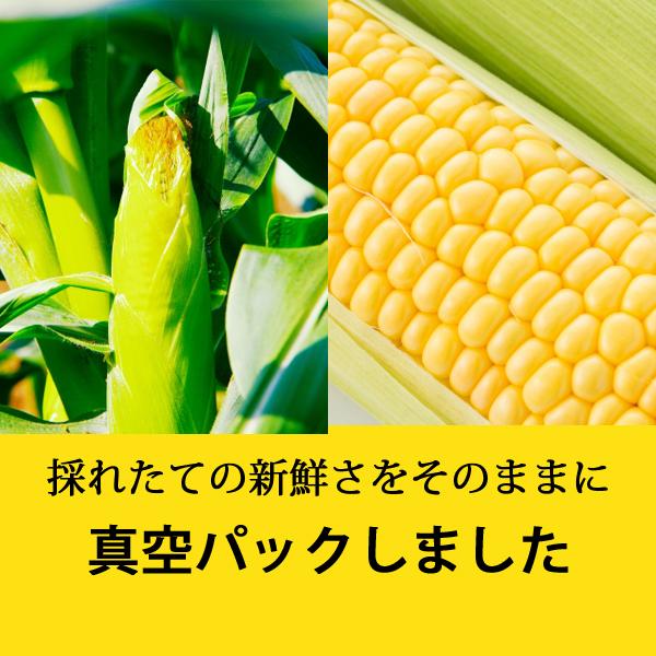 岩木屋 青森の味！ 【売切れ御免！】嶽きみ（とうもろこし）　真空パック　S　10本 特産品 |  | 02