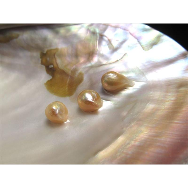 巻き貝♡様 Amazon.co.jp: HiPlay : 蝸の殻