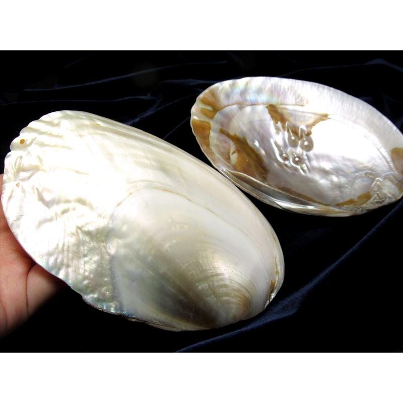 レインボーの輝き パール付きイケチョウガイ皿 サイズ約12-17cm 天然