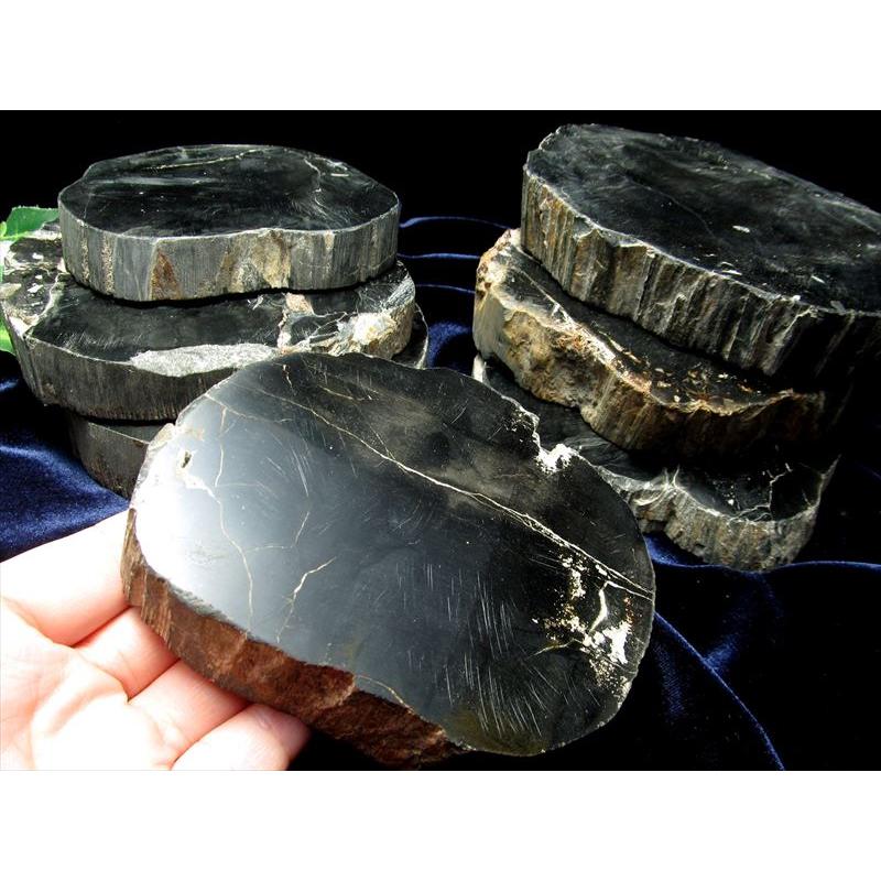 レアなブラック珪化木 ブラック珪化木(ペトリファイドウッド) プレート