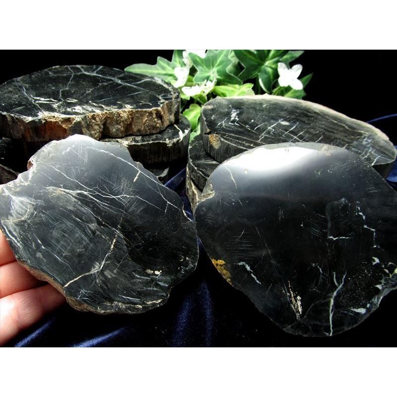 レアなブラック珪化木 ブラック珪化木(ペトリファイドウッド) プレート